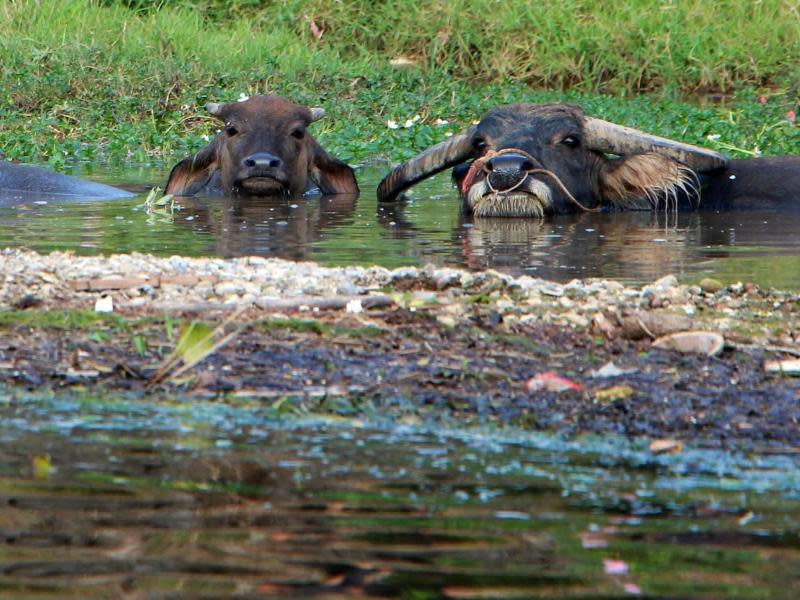 Um Ufer des Flusses baden drei Wasserbüffel - und ziehen die Aufmerksamkeit der Kinder auf sich. Foto: Alexandra Frank