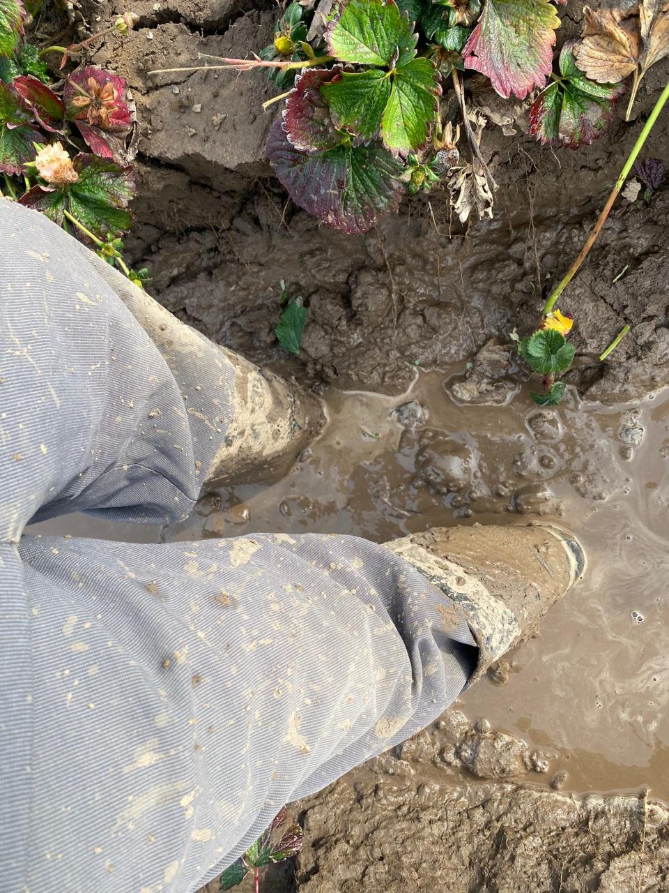 A farmworker stands in muddy fields following last week's storms.