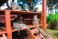 <p>Several cats relaxt at the shade at the Lanai Cat Sanctuary in Hawaii. (Photo: Andrew Marttila/Caters News) </p>