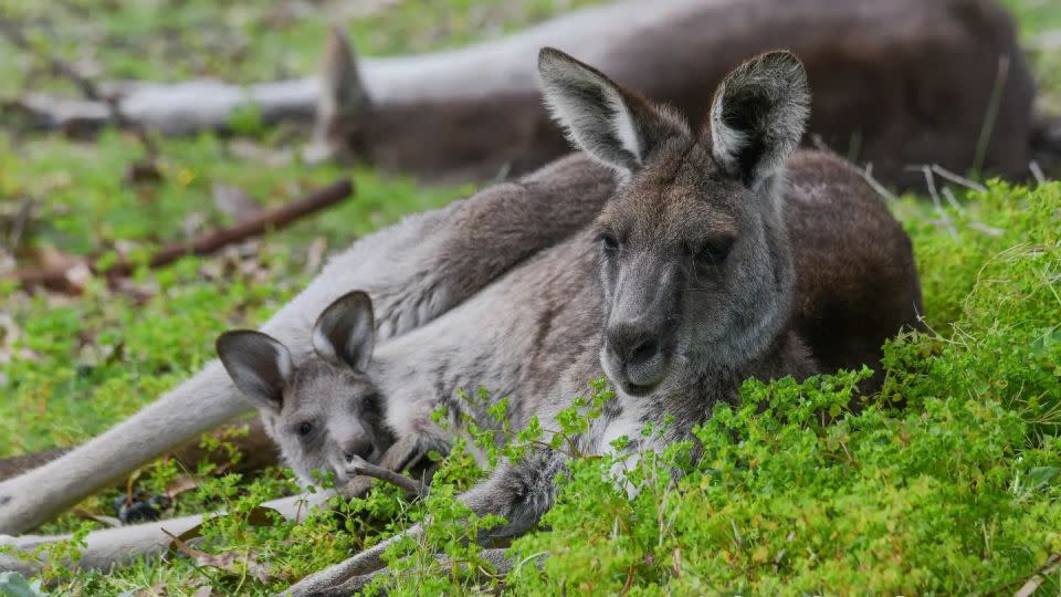 Joeys are local celebrities around the course. - Steve Storm / Anglesea Golf Club