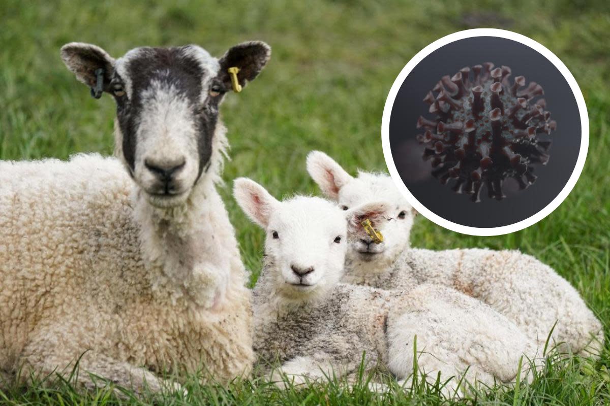 Stock images - the disease affects animals such as sheep <i>(Image: PA and Pixabay)</i>