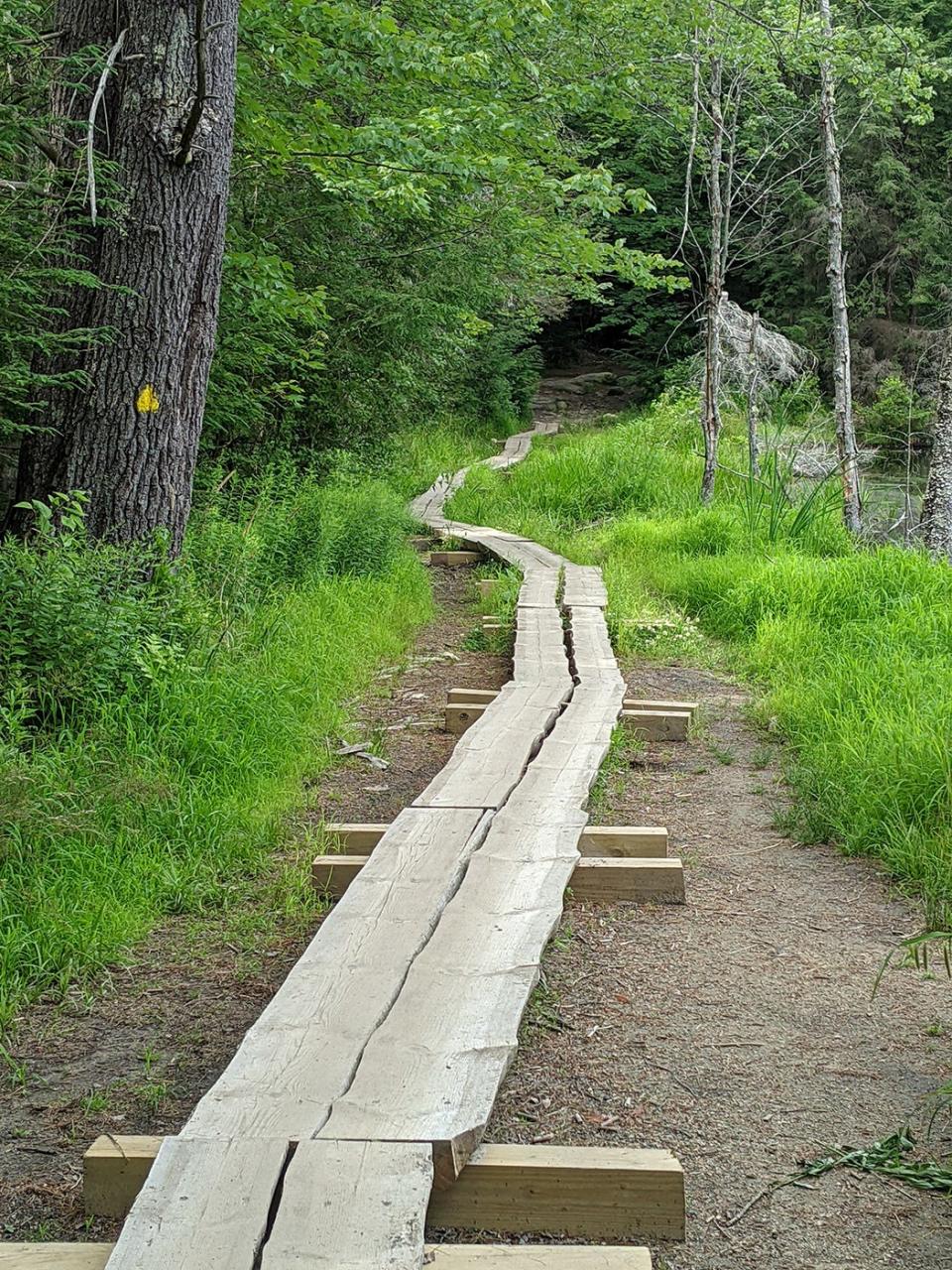 Wooden planks are in place to help hikers traverse the damper sections of the Wapack Trail on their way to the summit of Mt. Watatic in Ashburnham.