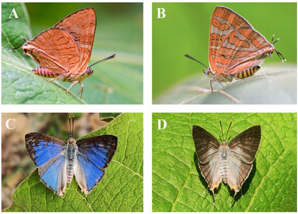 A male (left, A and C) and female (right, B and D) Cigaritis meghamalaiensis, or cloud forest silverline butterfly.