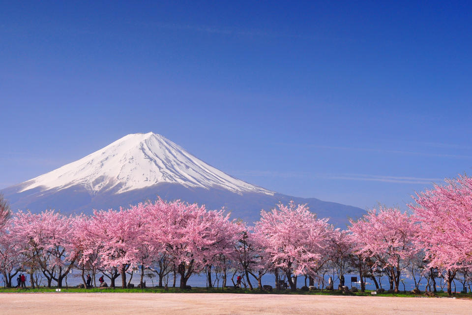 日本櫻花2024｜最新櫻花預想出爐！一文睇清日本櫻花滿開日期 附東京/大阪/札榥櫻花期機票價錢