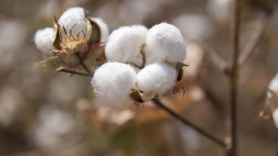 cotton fields, sardargarh, rajasthan, india