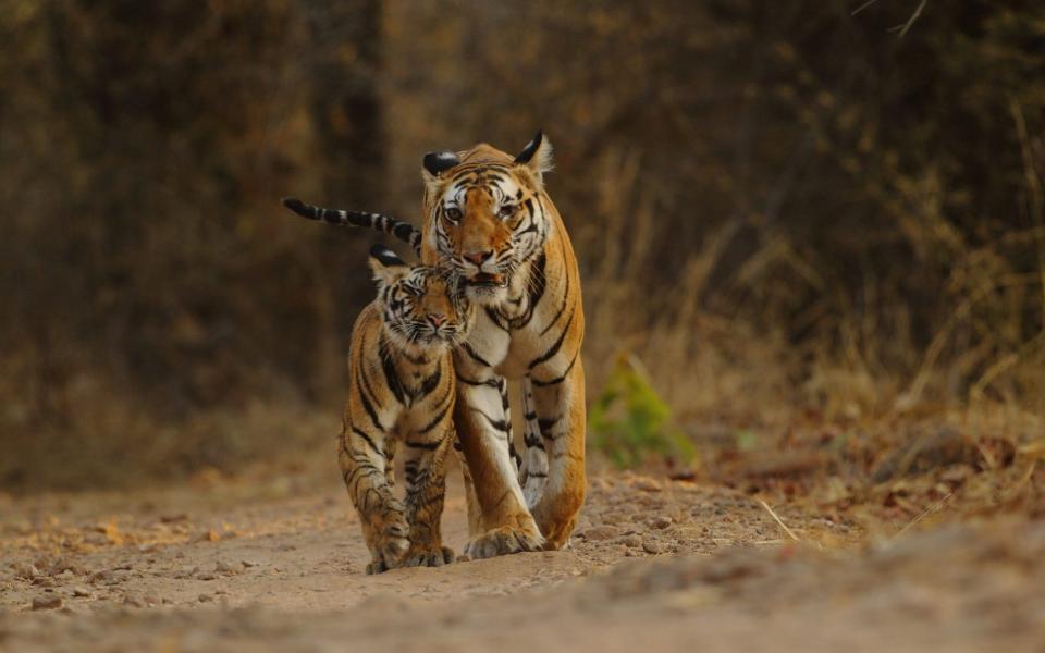 Tigress with cub in Bandhavgarh National Park - Getty