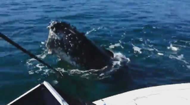 A family has a close encounter with a humpback whale off Melbourne's Mornington Peninsula. Picture: YouTube