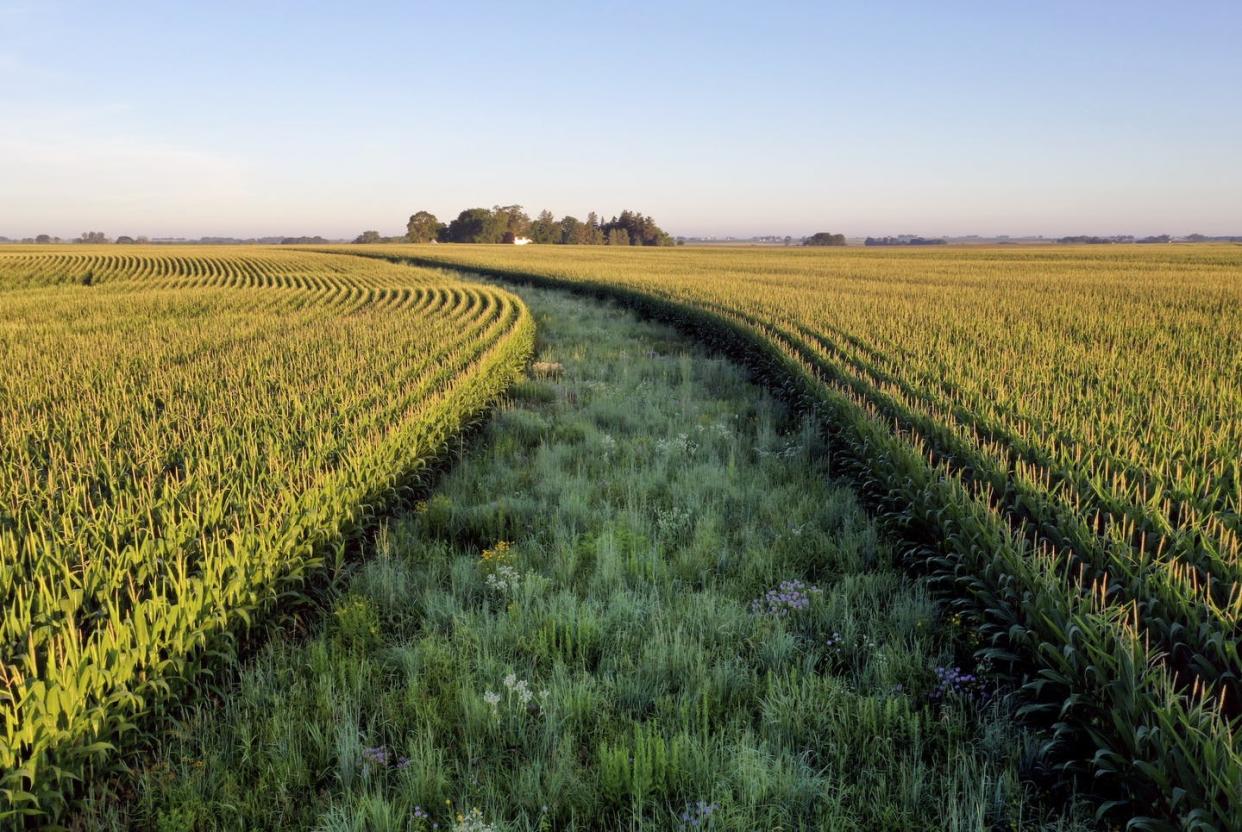 <span class="caption">Planting strips of native prairie grasses on a farm in Iowa provides habitat for pollinators and protects soil and water.</span> <span class="attribution"><span class="source">Omar de Kok-Mercado/Iowa State University</span>, <a class="link " href="http://creativecommons.org/licenses/by-nd/4.0/" rel="nofollow noopener" target="_blank" data-ylk="slk:CC BY-ND;elm:context_link;itc:0;sec:content-canvas">CC BY-ND</a></span>