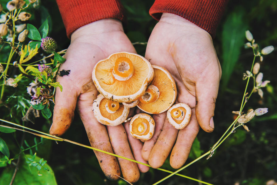 Gardener harvesting mushrooms in grass (Aleksander Rubtsov/Blend Images / Getty Images/Tetra images RF)