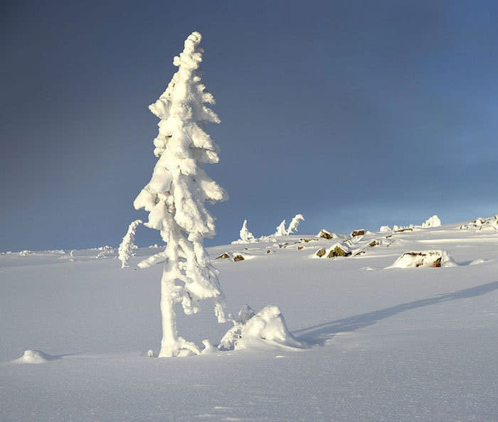 El árbol más viejo del mundo está en Suecia y tiene 9.500 años