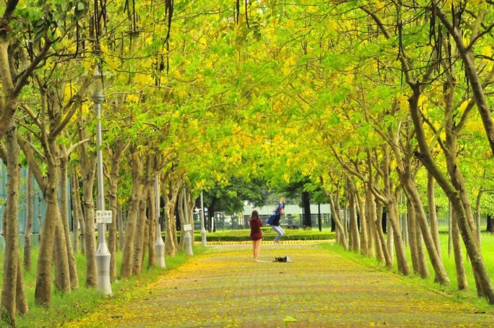 虎頭埤風景區每到阿勃勒花季總吸引大量遊客入園，欣賞花季限定景致。   圖：台南旅遊網／提供