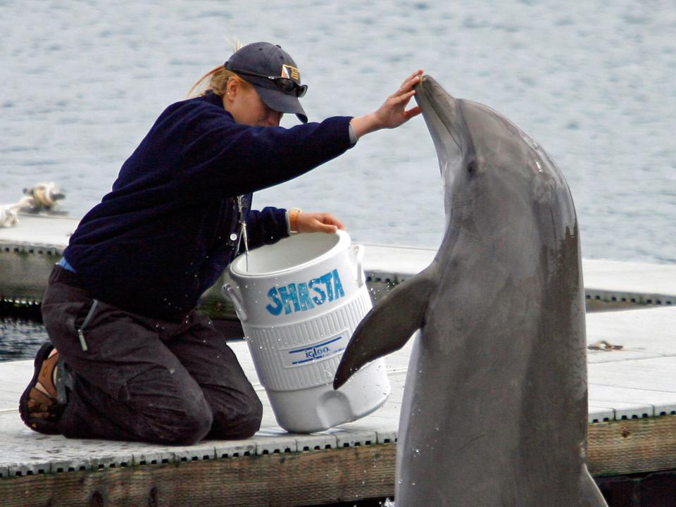 bottlenose dolphin navy training