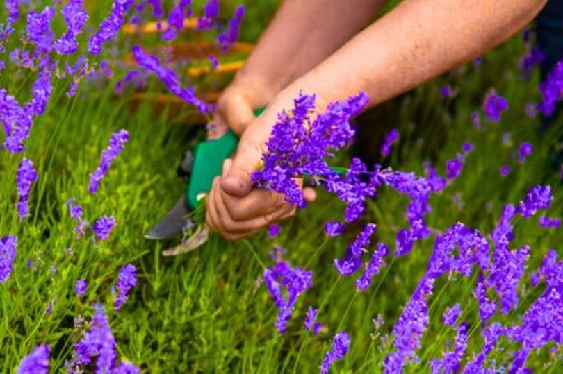 Best time to prune lavender to get a 'fuller, bushier, and healthier' plant