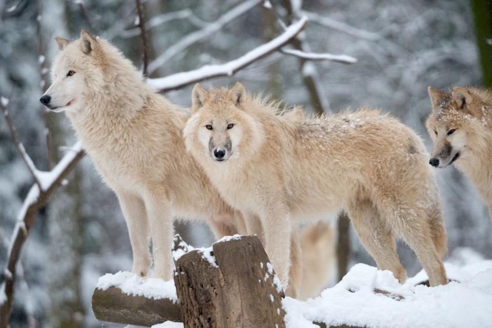 This Pack of Arctic Wolves