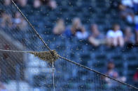 A swarm of bees gather on the net behind home plate delaying the start of a baseball game between the Los Angeles Dodgers and the Arizona Diamondbacks, Tuesday, April 30, 2024, in Phoenix. (AP Photo/Matt York)