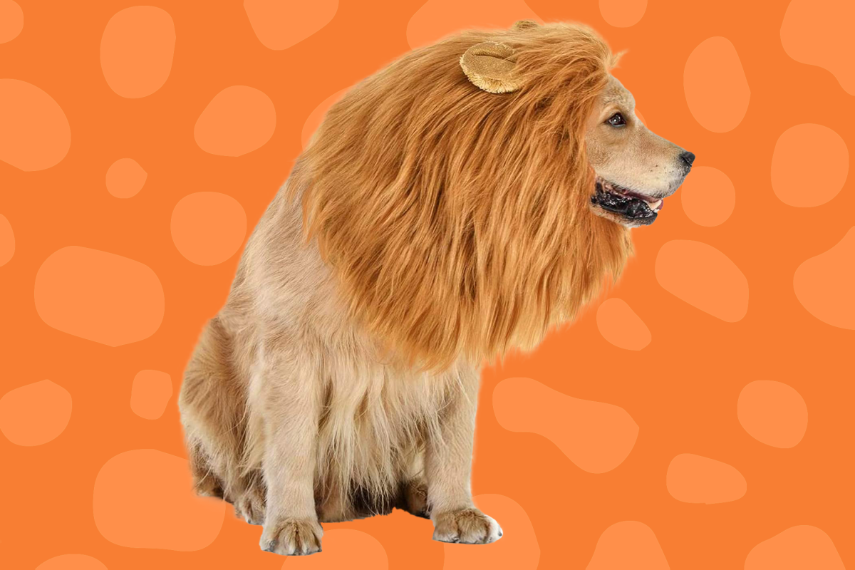 Best Dog Halloween Costumes! (judges decide cute and funny dog