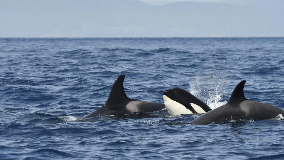 A pod of killer whales (Orcinus orca) swims together in the Strait of Gibraltar in August. The subpopulation of 40 orcas in the strait is critically endangered, according to the International Union for the Conservation of Nature. - FLPA/Shutterstock/FILE