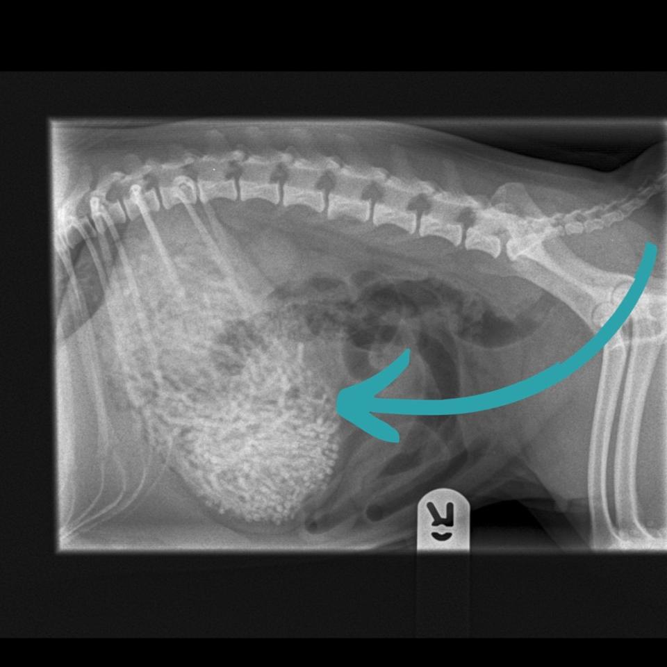 獸醫從X光發現哈姆腹部裡有奇怪東西。（翻攝自臉書Newton Clarke Veterinary Surgeons）