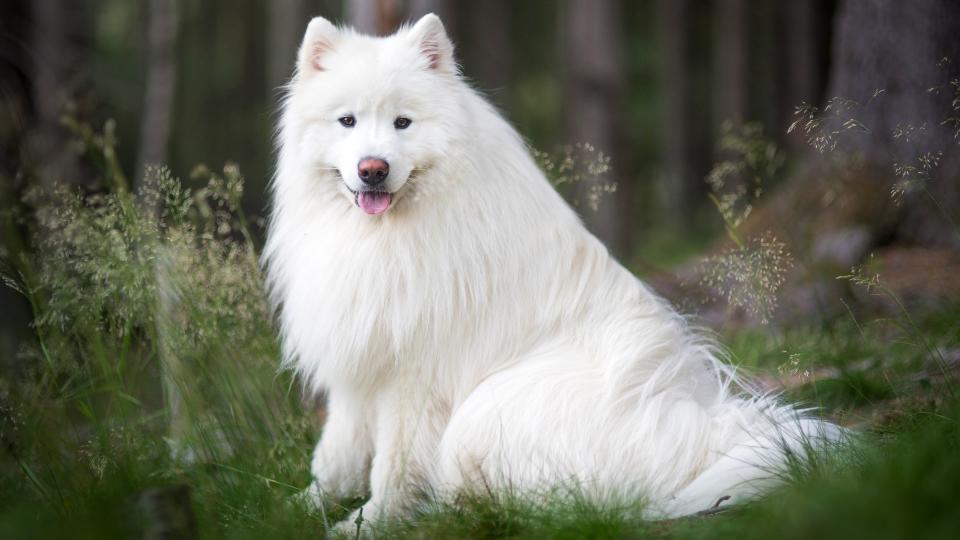 <p> Definitely one of the most beautiful dogs in the world, the Samoyed has plenty to offer outside of its luscious white coat and smiling face. Sammies are smart, hardworking, and mischievous dogs who are highly social and will think nothing of demanding your attention and affection. </p> <p> They require a lot of exercise and don&#x2019;t tire easily, so they&#x2019;re a great choice for active families, and their incredibly loving natures mean they form tight bonds with their people. But, they are pack animals, so make sure you teach them early on who&#x2019;s top dog - you!&#xA0; </p>