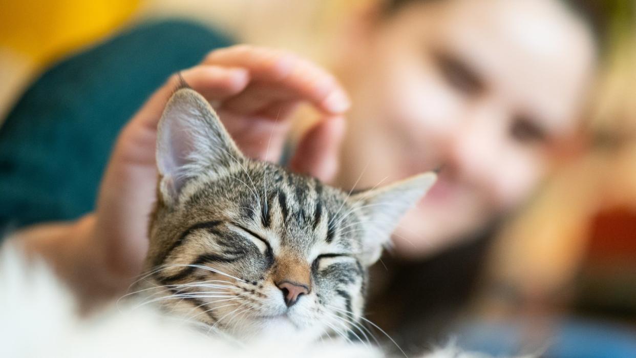 Immer mehr Studien belegen: Katzen leiden darunter, wenn sie allein gelassen werden.