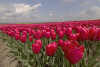 MAGDEBURG, GERMANY - APRIL 22: Tulips blossom on a field on April 22, 2012 in Schwaneberg near Magdeburg, Germany. Following the coldest Easter weather in 50 years, temperatures are scheduled to reach over 25 degrees Celsius in eastern Germany by the end of next week as springtime finally takes hold. (Photo by Carsten Koall/Getty Images)