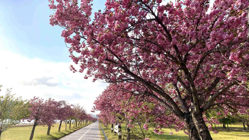 來到首爾近郊雙公園「波拉美公園」和「渼沙里競艇公園」，於深粉花海下浪漫約會（圖／Klook提供）