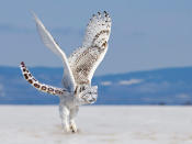 The Snowy Owlpard. <a href="http://i.imgur.com/VI9Jhll.jpg" rel="nofollow noopener" target="_blank" data-ylk="slk:Photo;elm:context_link;itc:0;sec:content-canvas" class="link ">Photo</a> created by <a href="http://www.reddit.com/user/mobuco" rel="nofollow noopener" target="_blank" data-ylk="slk:mobuco;elm:context_link;itc:0;sec:content-canvas" class="link ">mobuco</a>.