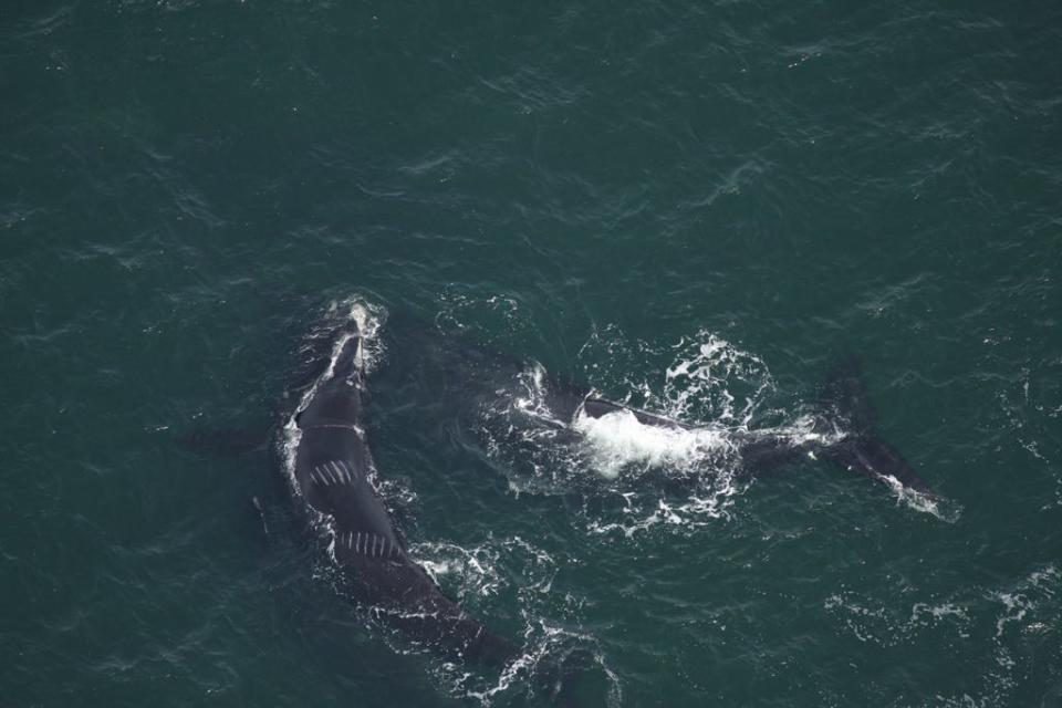 Ship strikes are a leading cause of deaths and injuries to the highly endangered North Atlantic right whale. The juvenile male whale on the left in this 2010 picture shows propellers scars on his side.