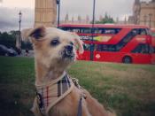 <p>Se llama Trusted Housesitters y se encuentra en Londres, desde donde conecta a dueños de mascotas con viajeros de todo el mundo. </p>