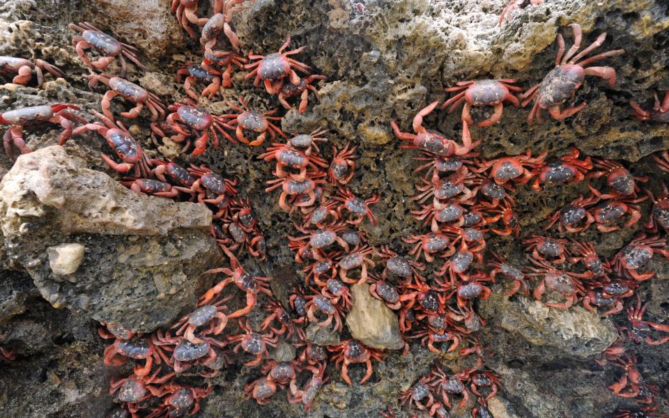 red crab migration Christmas Island seven wonders world see visit 2022 travel - James D. Morgan/Getty