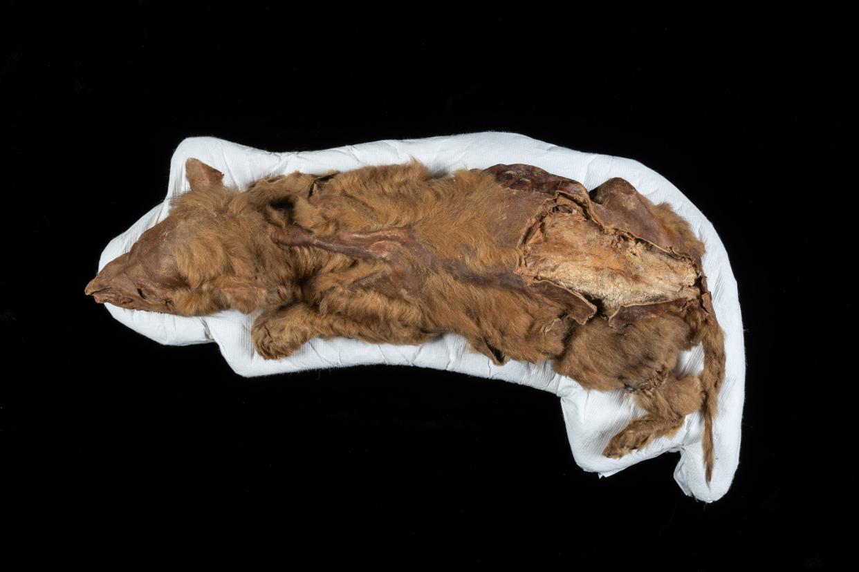 A small mummified wolf pup, mostly covered in brown fur.