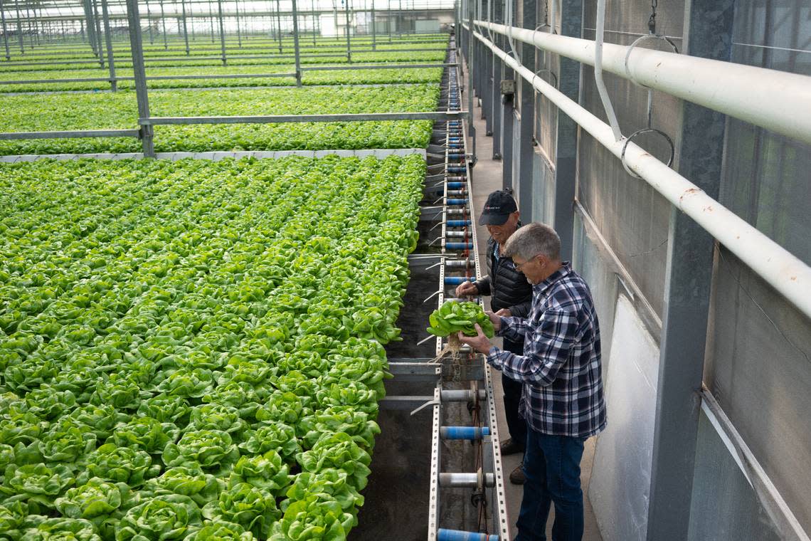 A hydroponics greenhouse courtesy photo form Pete’s. Montana-based Local Bounti acquired Hollandi Produce Group, which operated under the name of Pete’s, earlier this year for $122.5 million. Local Bounti is celebrating the grand opening of its greenhouse inherited from the acquisition of Pete’s in Peach County.