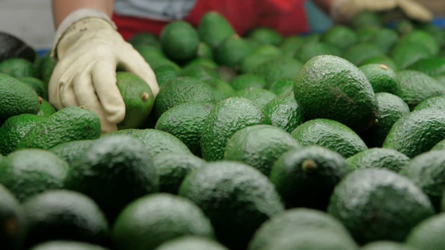 A gloved hand reaching over a tray of avocados