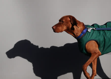 A Hungarian Vizsla arrives for the first day of the Crufts Dog Show in Birmingham, Britain, March 7, 2019. REUTERS/Hannah McKay