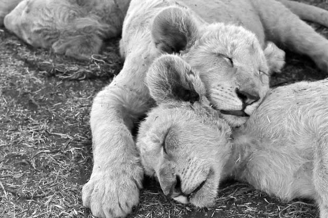 White lion brothers