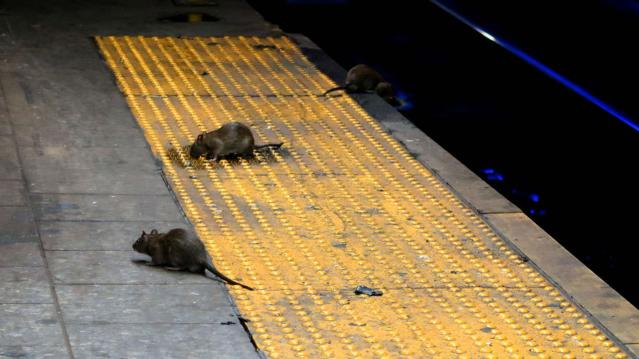 NYC Successful Rat-Killing Method Won't Solve the Rat Problem: Expert