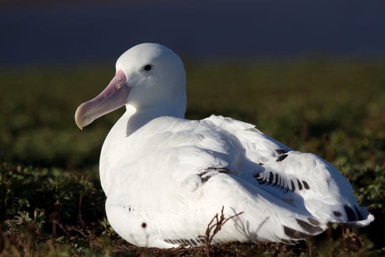 <span class="caption">Researchers were able to attach loggers to albatrosses by capturing them on islands where they breed in the Southern Ocean.</span> <span class="attribution"><span class="source">Samantha Patrick</span>, <span class="license">Author provided</span></span>