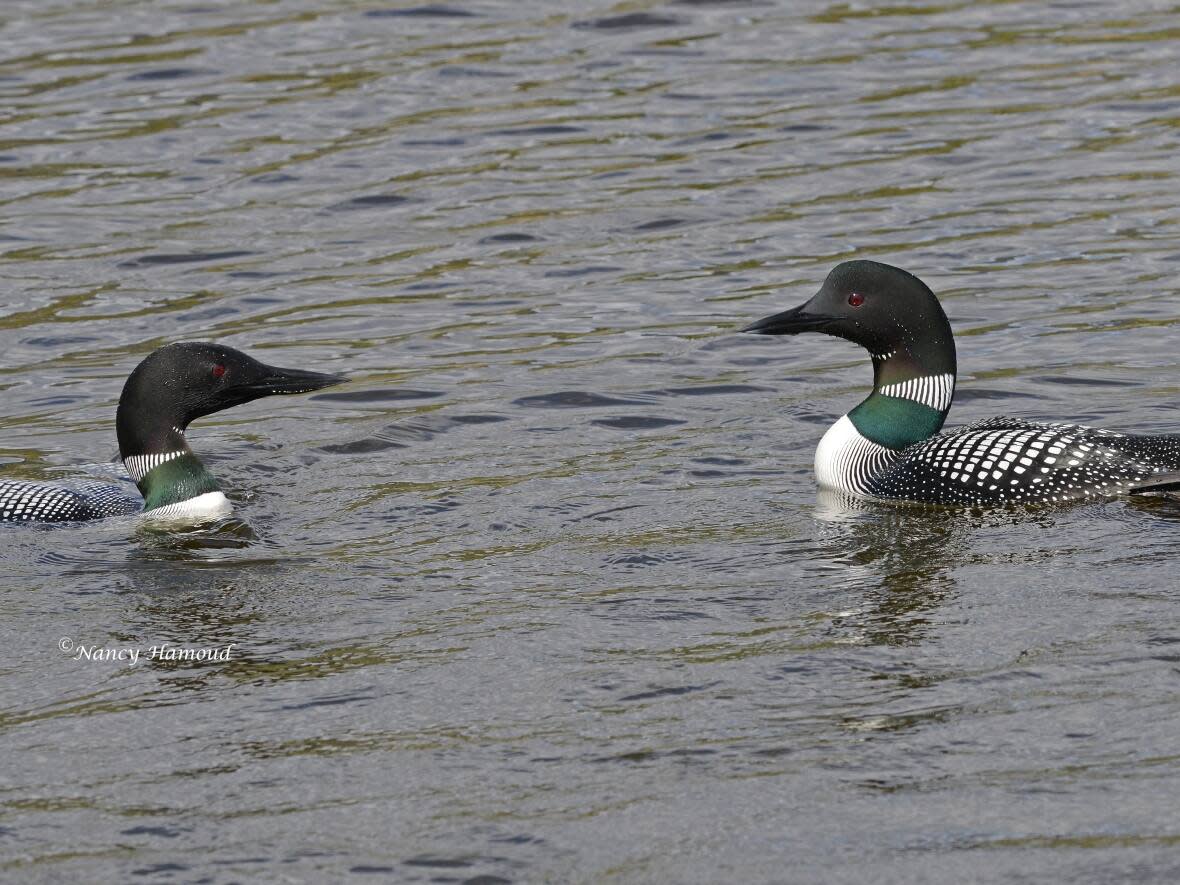 Two loons float on the water. (Nancy Hamoud - image credit)