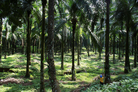 A farmer harvests palm fruits at a palm plantation in Indonesia's North Sumatra province January 12, 2013. REUTERS/Roni Bintang/File Photo