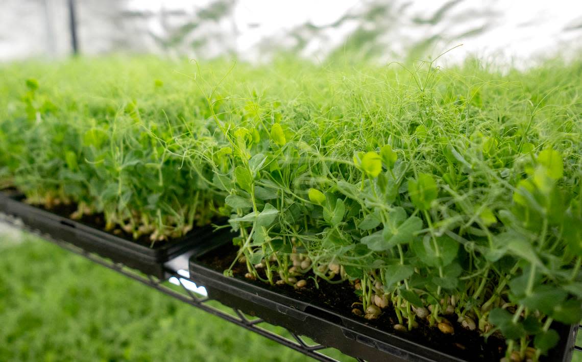 Pea shoots grow at Blackbranch Farm on Tuesday, April 9, 2024.