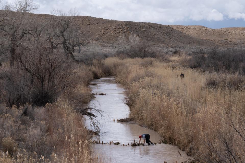 Aaron Lerdahl weaves juniper branches into beaver dam analog structures on the Price River near Green River, Utah, on March 24, 2023.