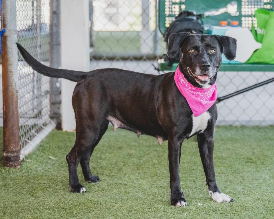 “Leslie (A2439186) is a 4-year-old sweetheart who is a gentle soul. She can be a bit shy coming but once she warms up she is very affectionate. She loves to lean her body on to her handler for scratches. She has participated in playgroups and enjoys being around other dogs, however, she enjoys human company more. Open your heart and home to Leslie, adopt her today!”