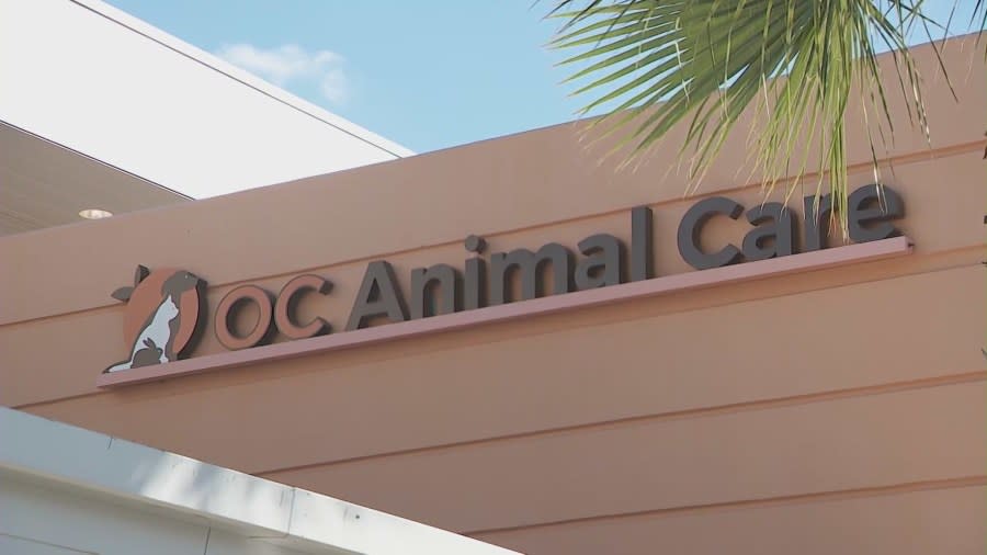 OC Animal Care Center shelter in Tustin, California. (KTLA)
