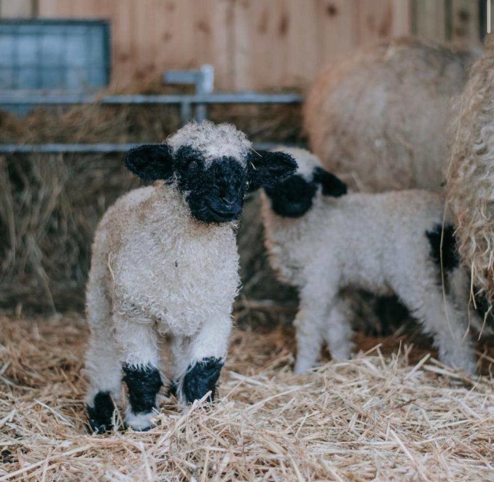 The rare Black Lion dairy sheep are a cross-breed from traditional Cotswold Lions sheep and the Spittle farm’s flock of Valais Blacknose.