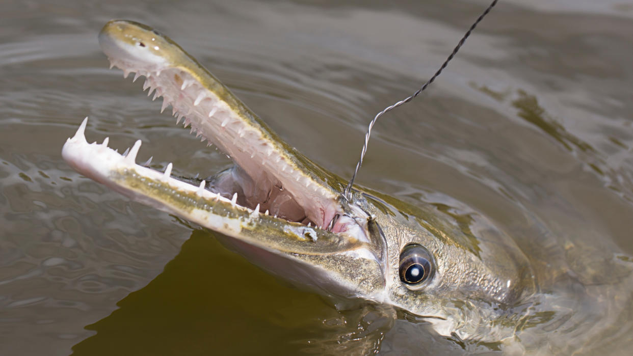  Alligator gar caught on jug line. 