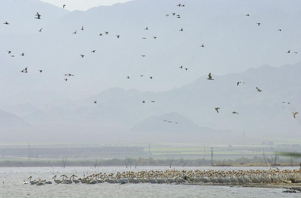 Thousands of birds stop at the Salton Sea as part of their migration on the Pacific Flyway in 2002.  Fewer birds have been seen there in recent years as the sea shrinks and salinity levels rise.