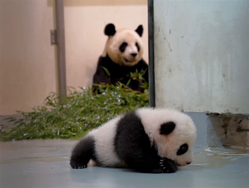 「圓寶」第一次和媽媽一起過中秋節。(圖／臺北市立動物園提供)