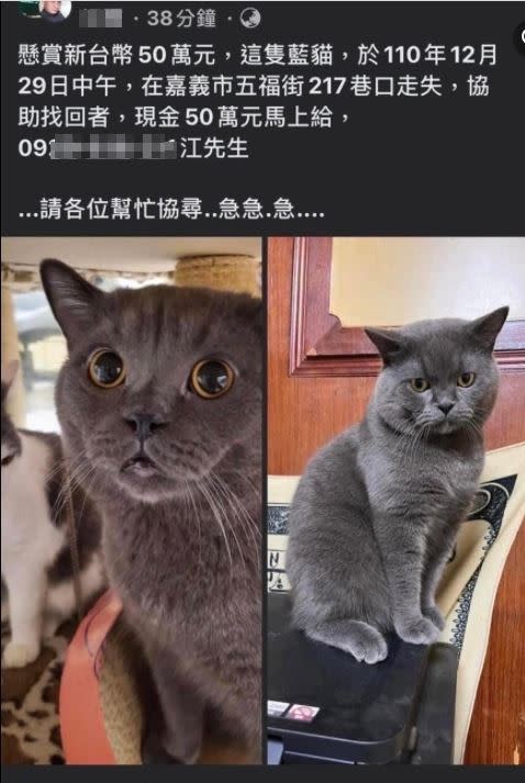 嘉義有飼主懸賞50萬獎金，請民眾幫忙尋找走失的藍貓。（圖／翻攝臉書）