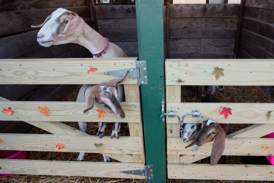 Goats of various sizes peer out of their stalls at the annual Big Knob Grange Fair