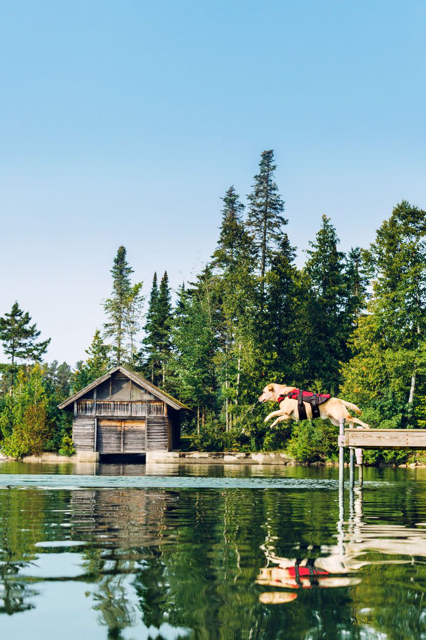 dog dives into the water from the edge of a lake dock in greensboro, vt